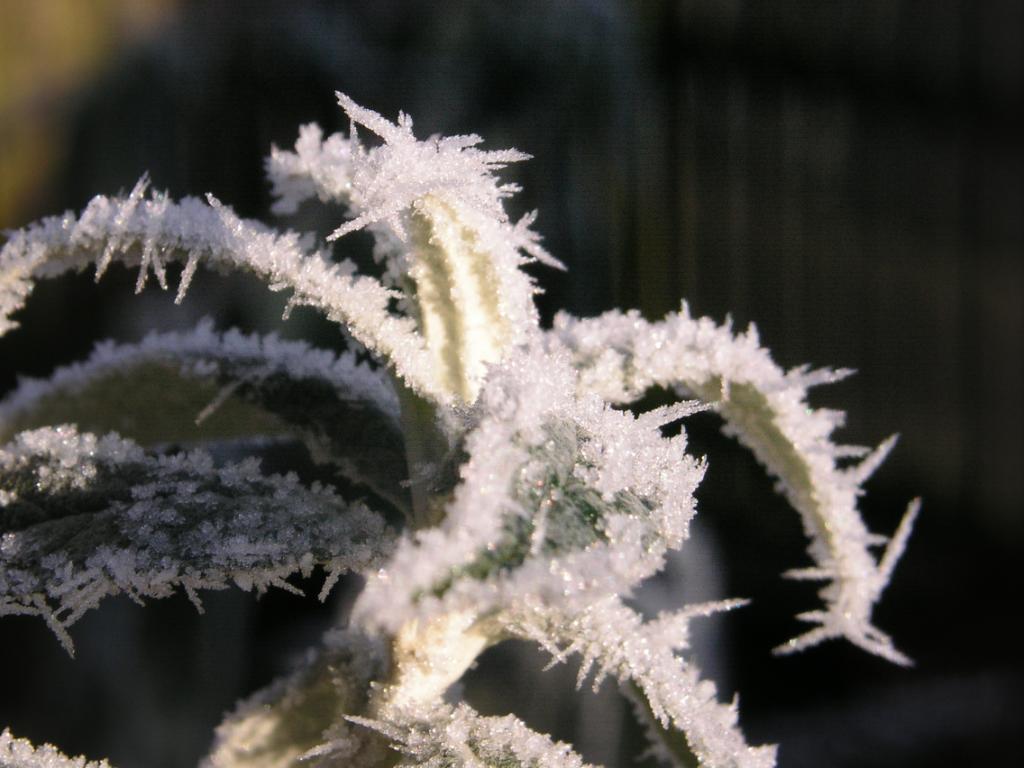 Eiskristalle 008